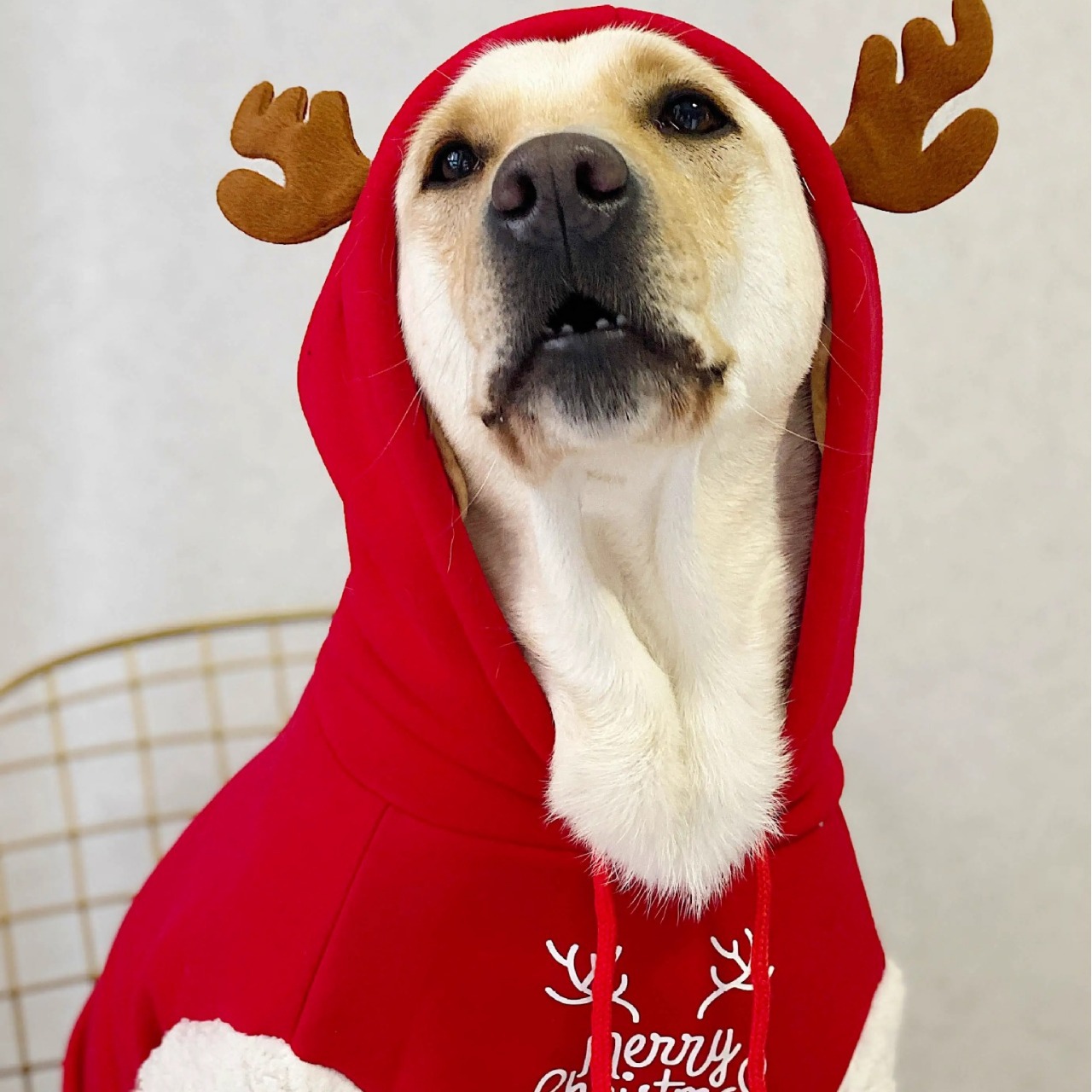 メーカーカスタム高品質冬用ドッグウェア、大型犬用冬用暖かいコ - Winter Clothing Manufacturers のレビューと価格