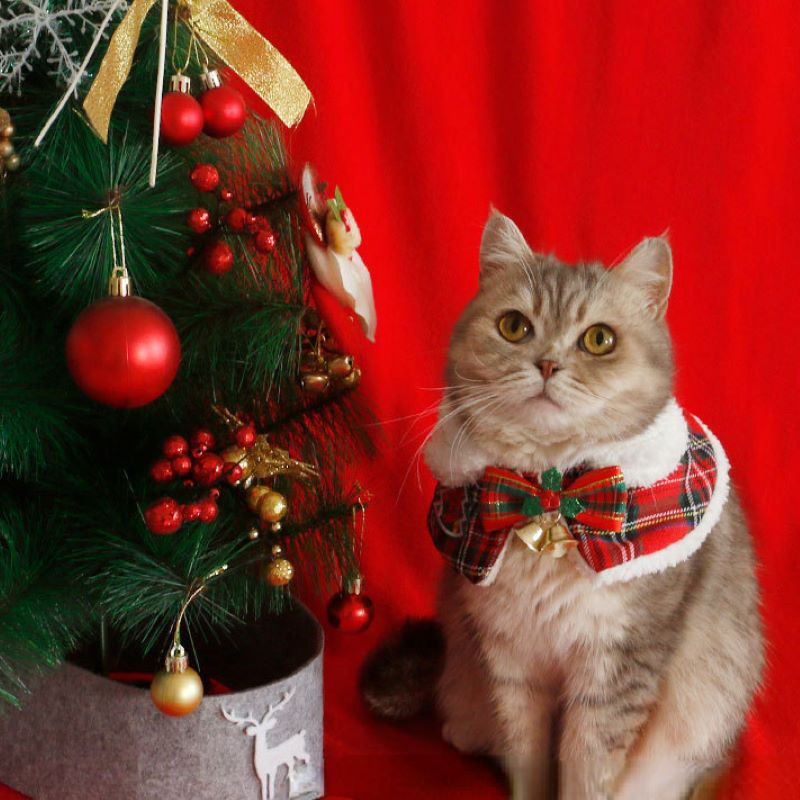 ペットのクリスマスケープ,新年のケープ,ショール,スカーフ, - Winter Clothing For Dogs のレビューと価格